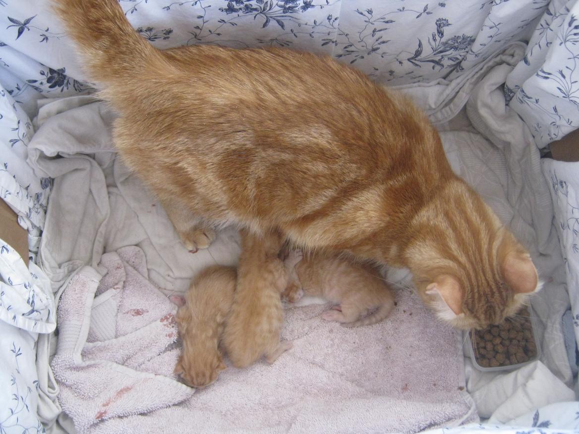 Blanding af racer Nala. billede 5