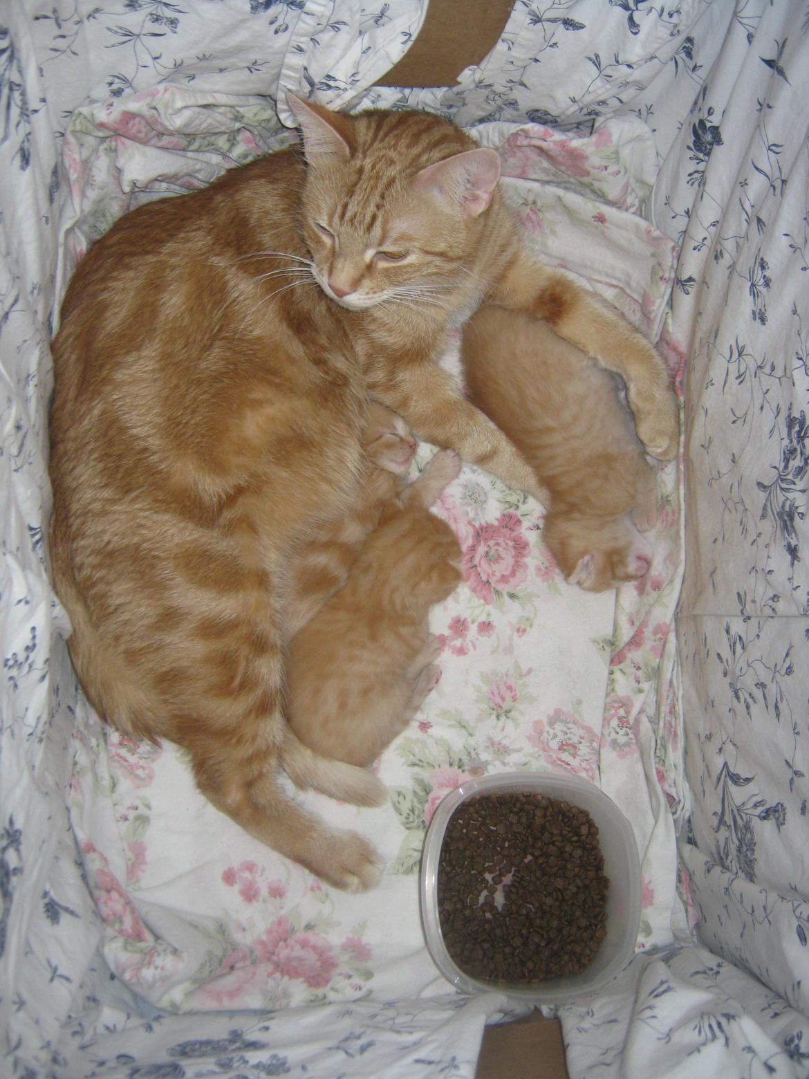 Blanding af racer Nala. billede 6