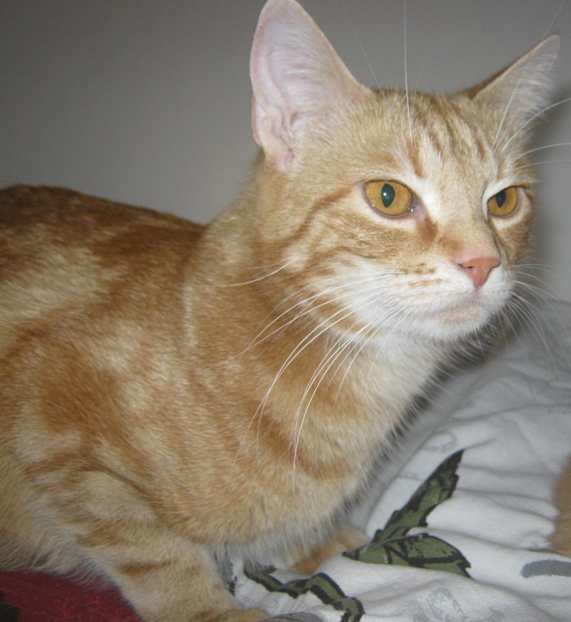 Blanding af racer Nala. billede 7