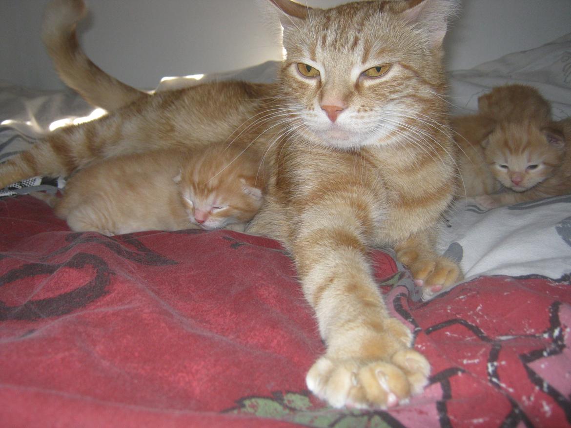 Blanding af racer Nala. billede 8