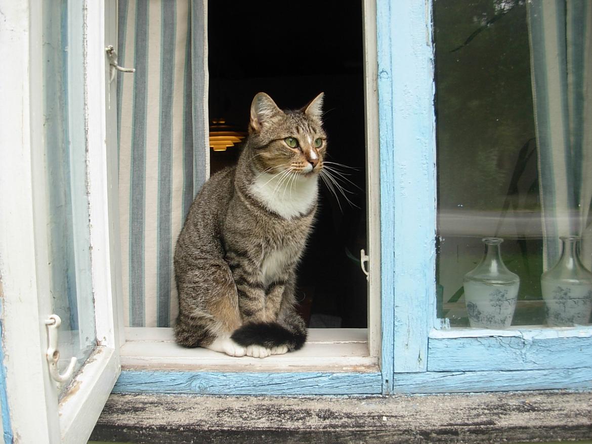 Huskat Sofus<3 R.I.P.<3 billede 7