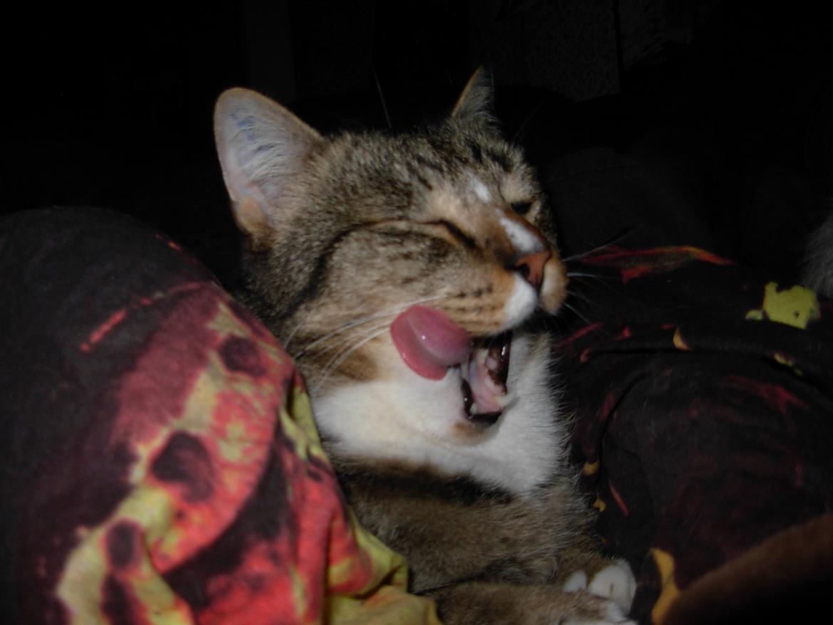 Huskat Sofus<3 R.I.P.<3 billede 8