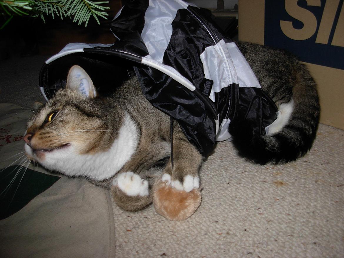 Huskat Sofus<3 R.I.P.<3 billede 9