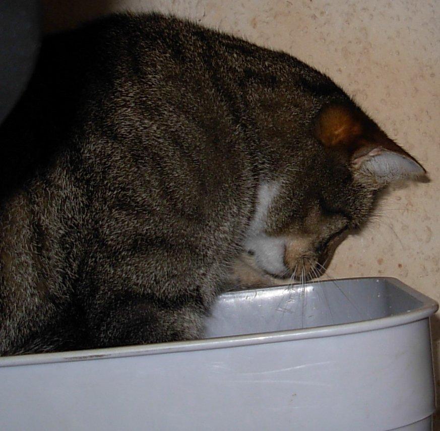 Huskat Sofus<3 R.I.P.<3 billede 10