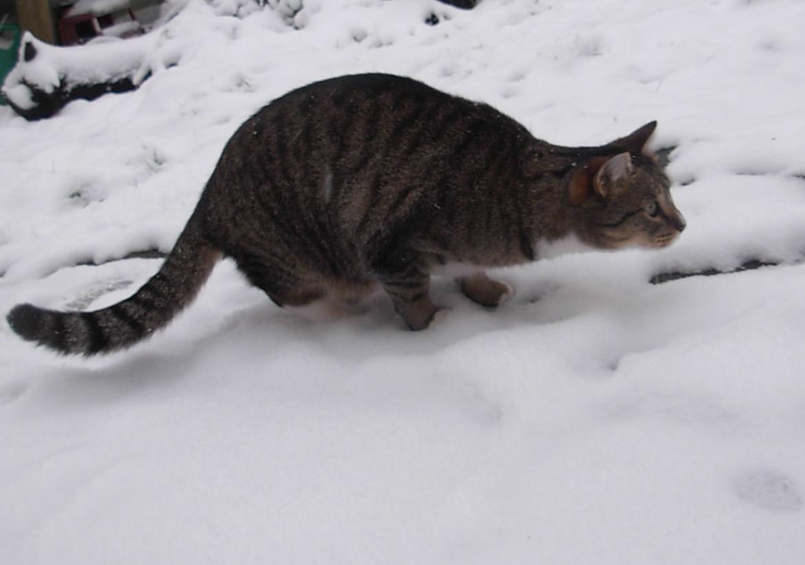 Huskat Sofus<3 R.I.P.<3 billede 11