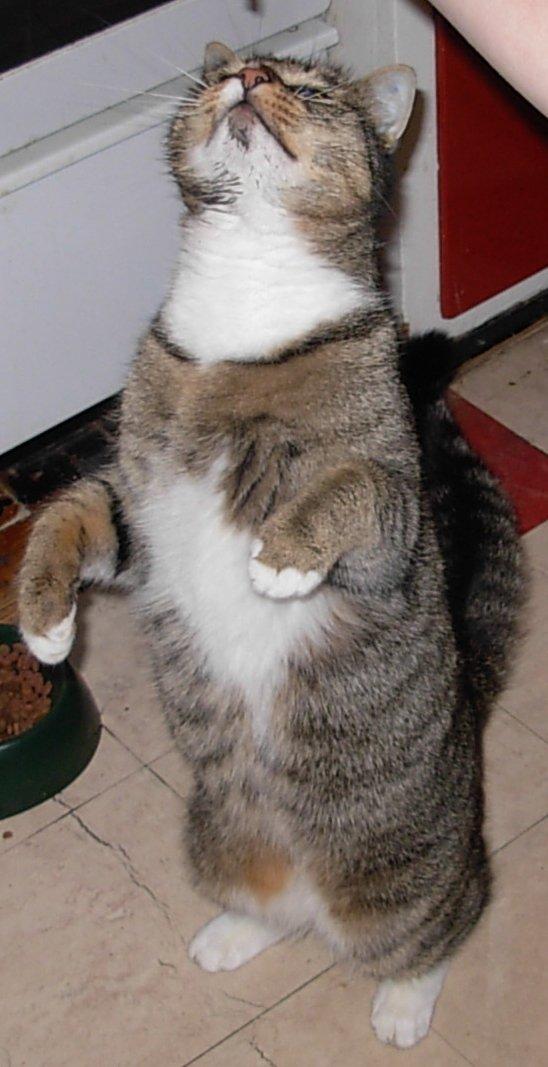 Huskat Sofus<3 R.I.P.<3 billede 12