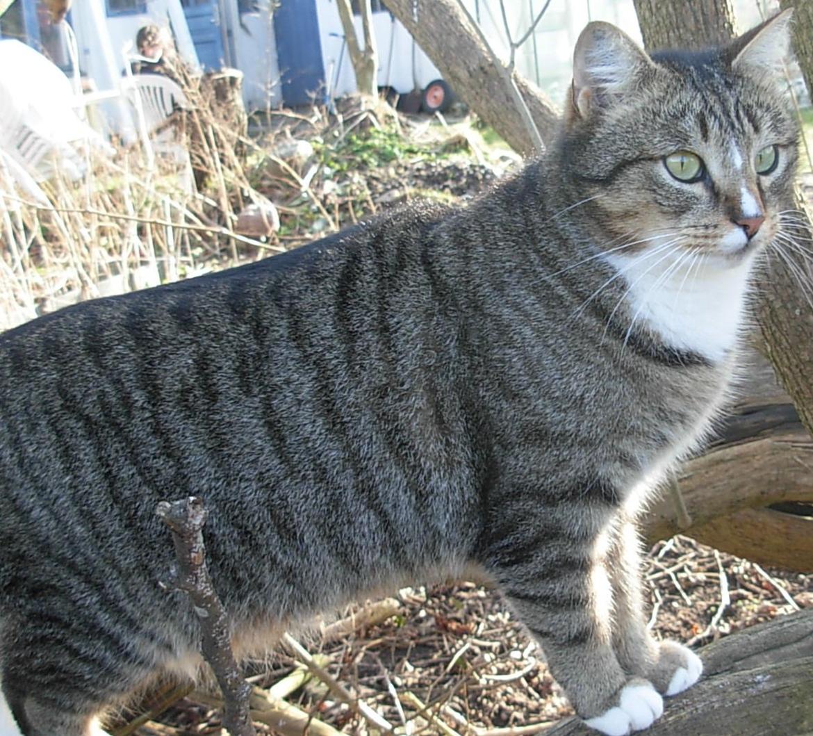 Huskat Sofus<3 R.I.P.<3 billede 13