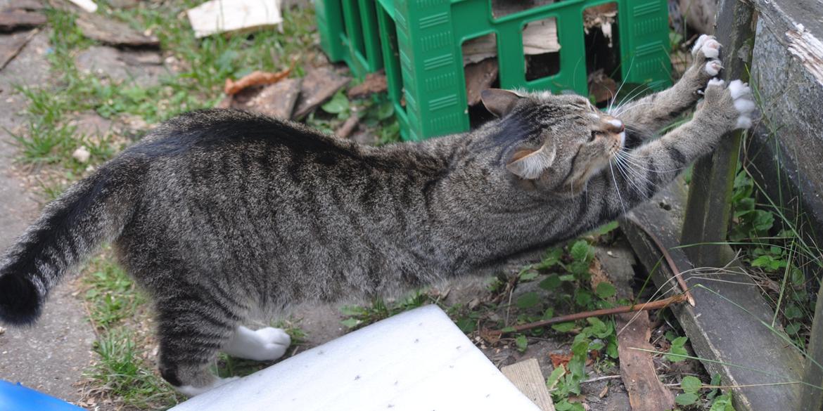 Huskat Sofus<3 R.I.P.<3 billede 14