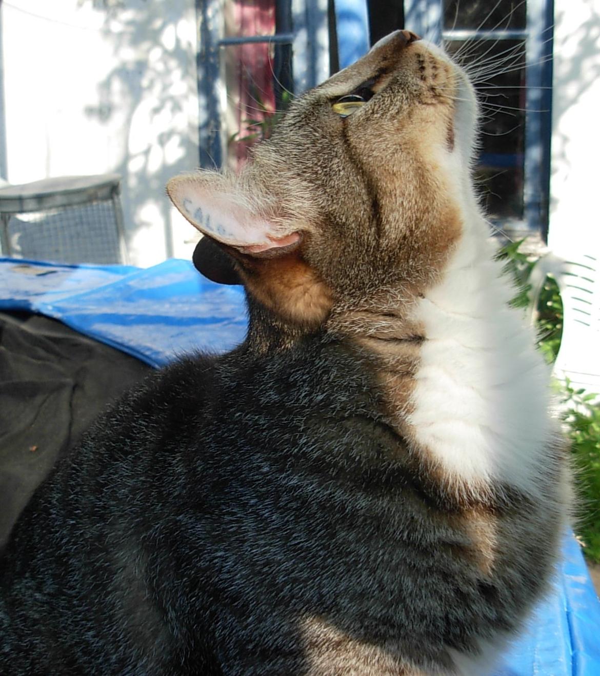 Huskat Sofus<3 R.I.P.<3 billede 15