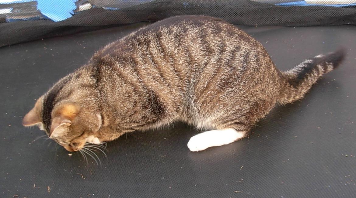 Huskat Sofus<3 R.I.P.<3 billede 16