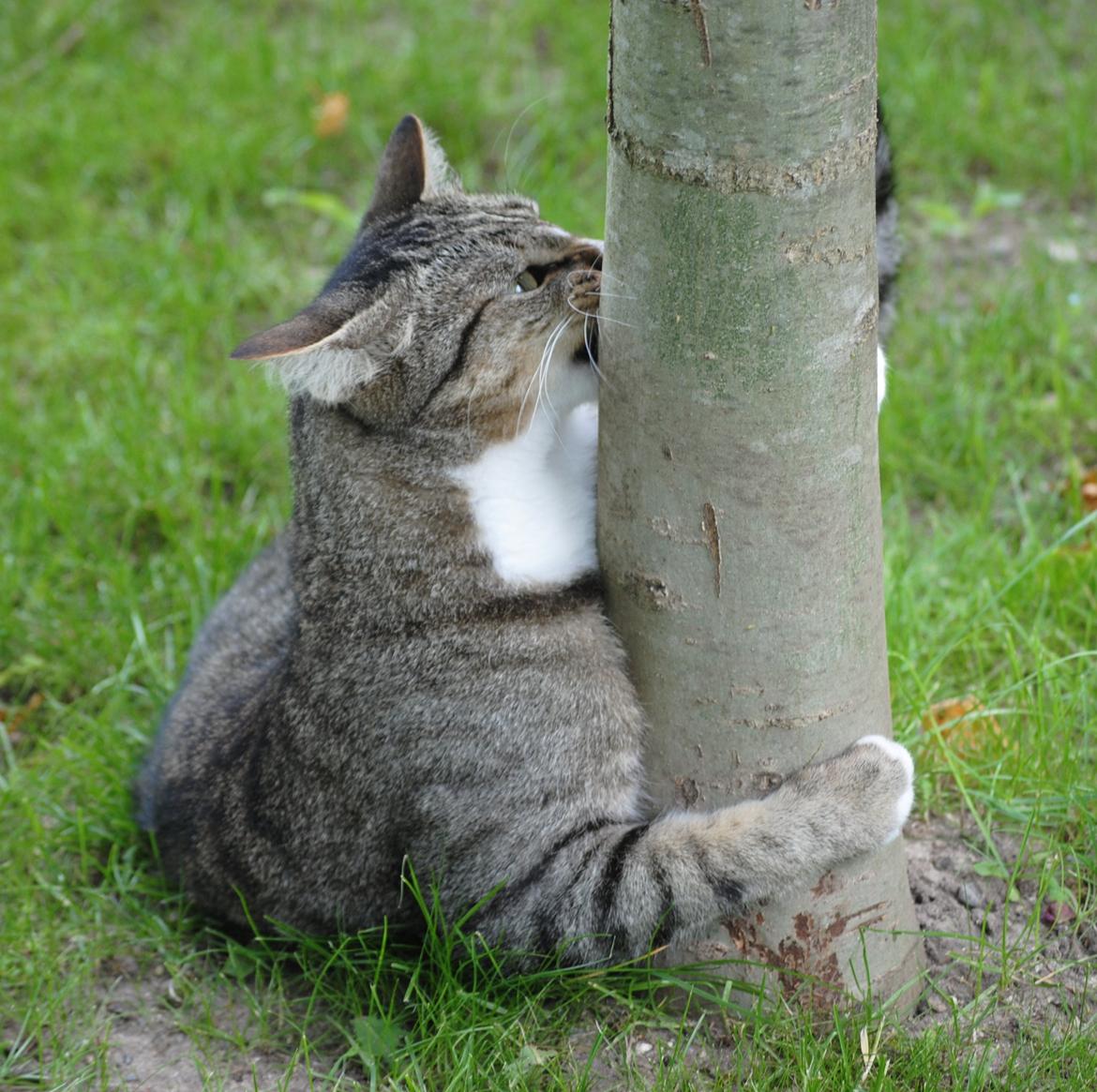 Huskat Sofus<3 R.I.P.<3 billede 17