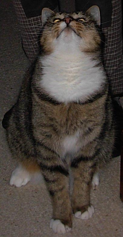 Huskat Sofus<3 R.I.P.<3 billede 18