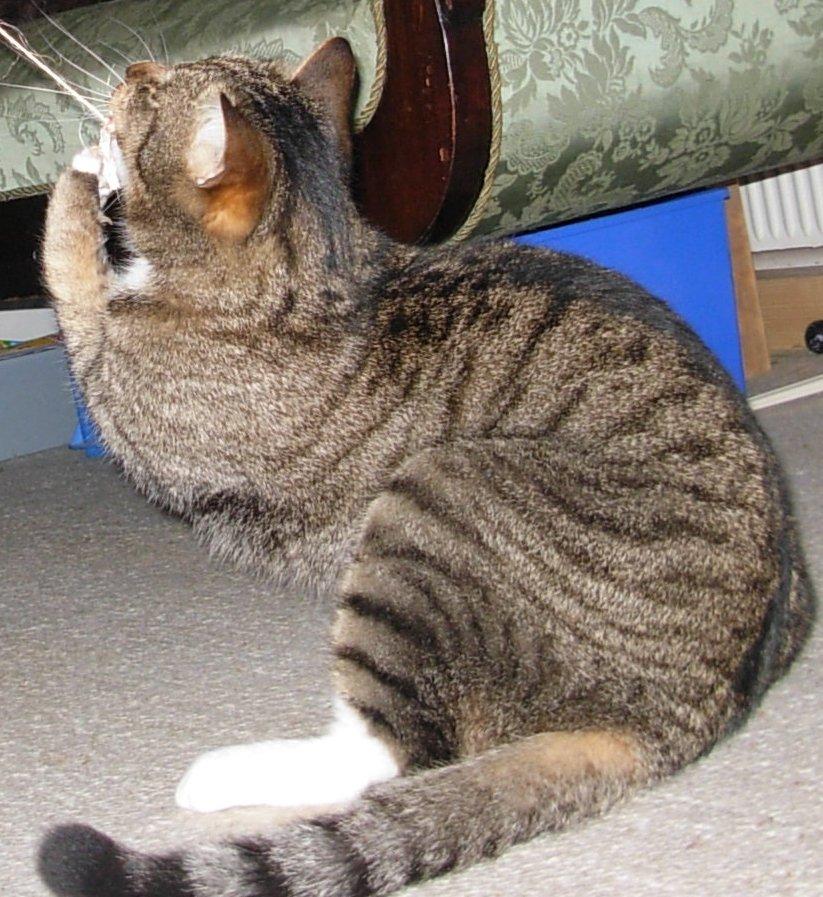 Huskat Sofus<3 R.I.P.<3 billede 19