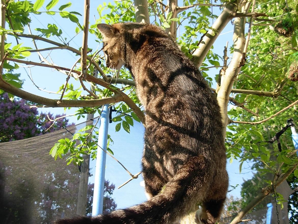 Huskat Sofus<3 R.I.P.<3 billede 20