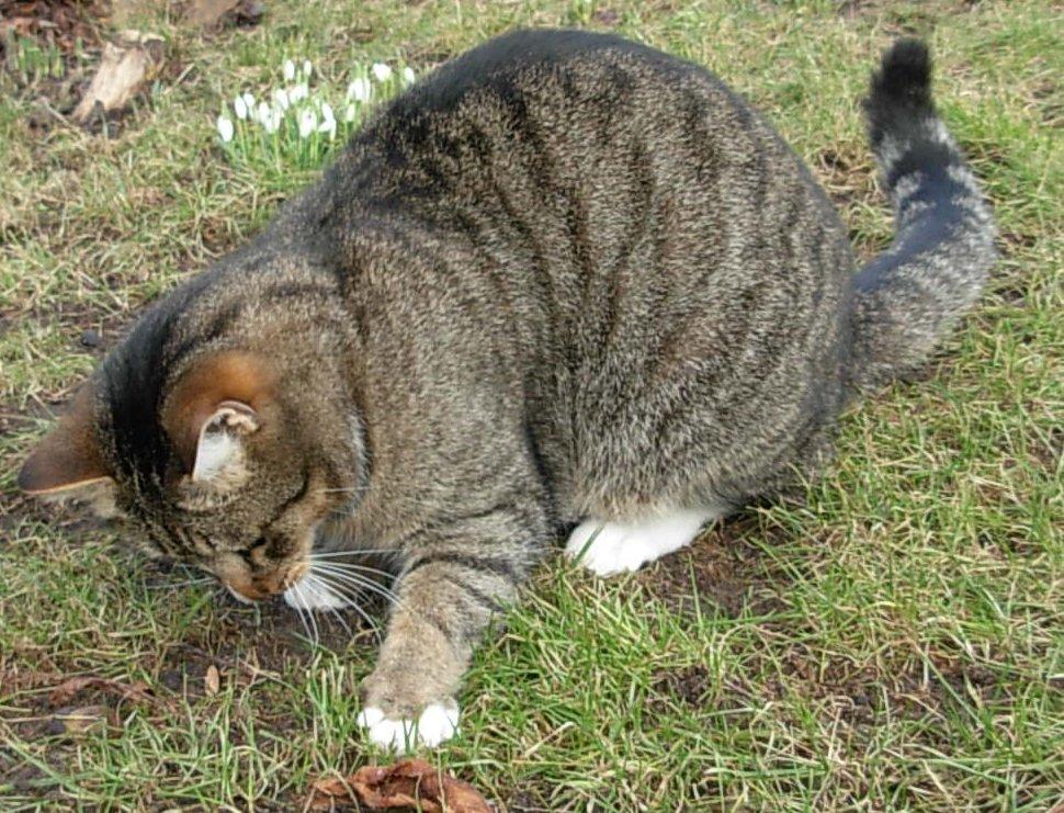 Huskat Sofus<3 R.I.P.<3 billede 21