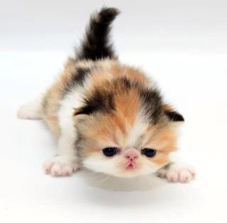 Perser Dark Diamond Lolita billede 7