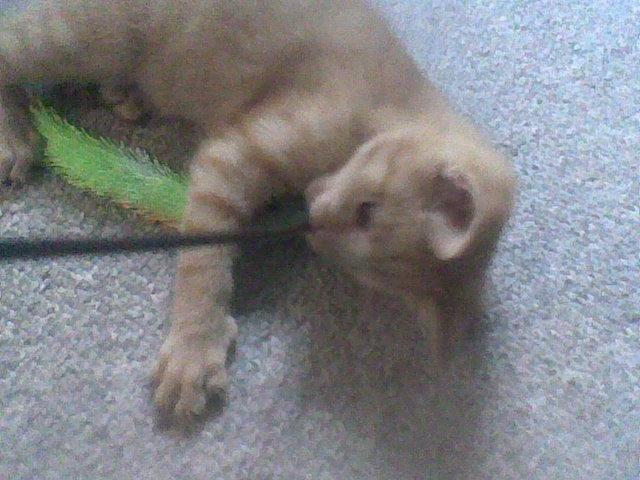 Huskat Røde billede 1