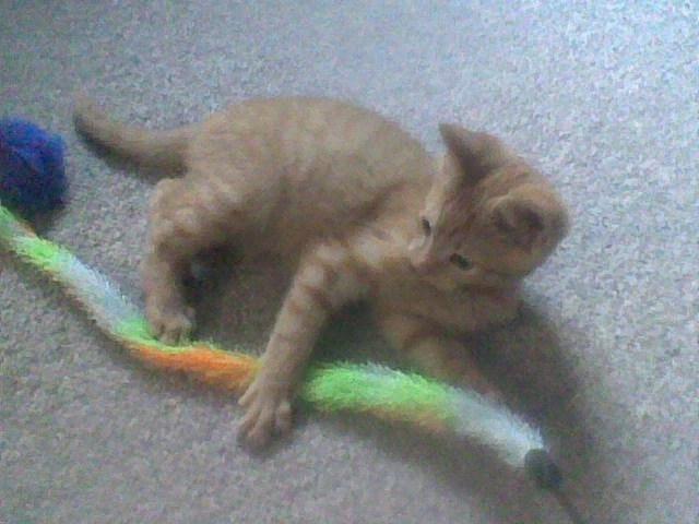 Huskat Røde billede 2