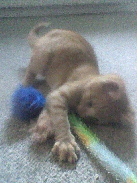 Huskat Røde billede 3