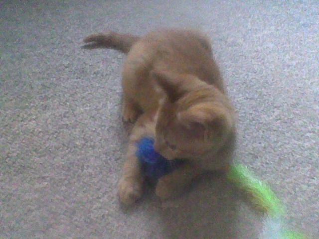 Huskat Røde billede 4