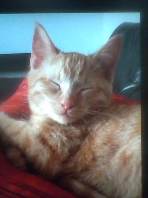 Huskat Røde billede 5