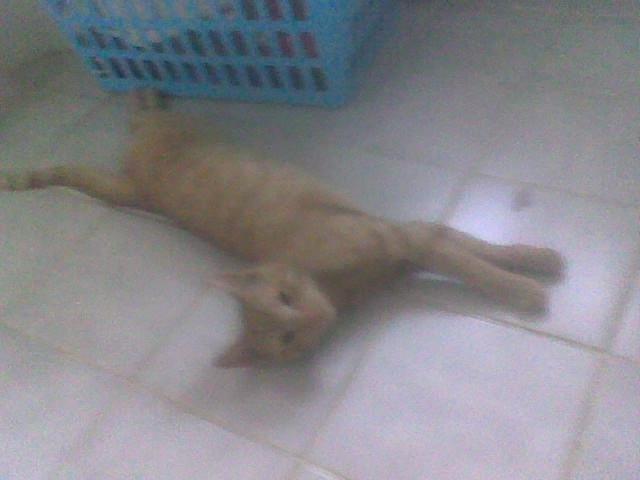 Huskat Røde billede 6