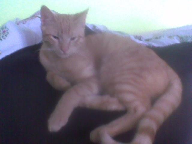 Huskat Røde billede 7