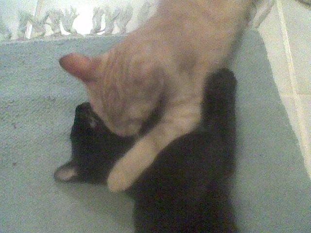 Huskat Røde billede 8