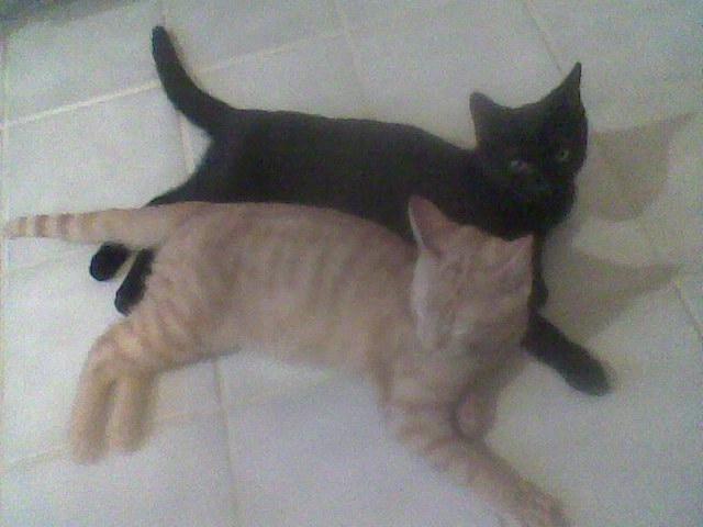 Huskat Røde billede 9