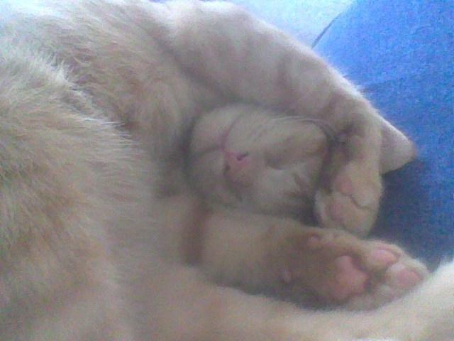 Huskat Røde billede 10