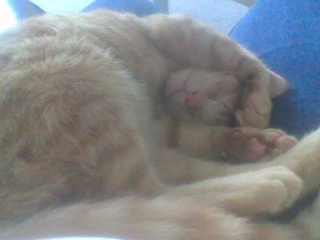 Huskat Røde billede 11