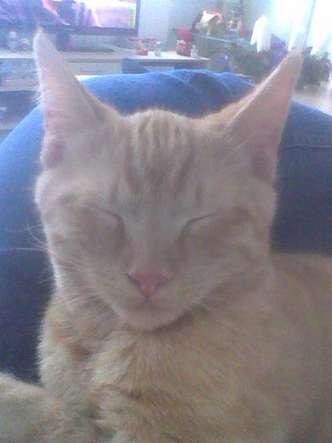 Huskat Røde billede 12