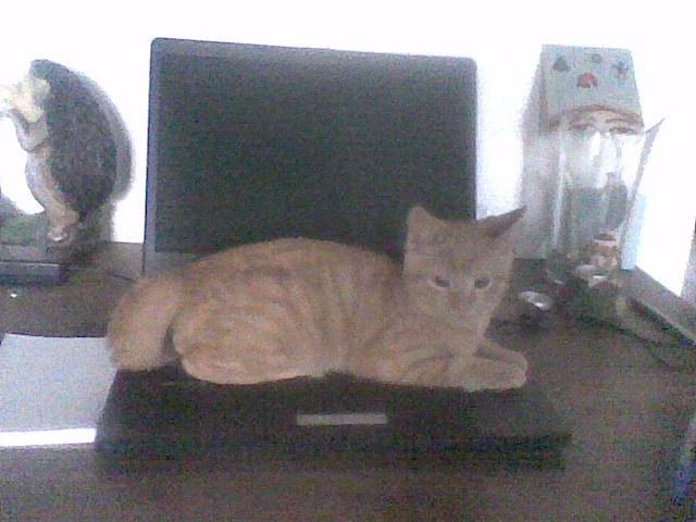 Huskat Røde billede 13