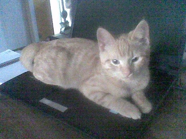 Huskat Røde billede 14