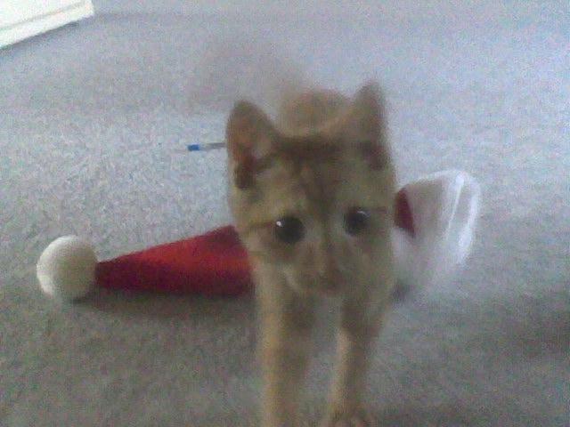 Huskat Røde billede 15