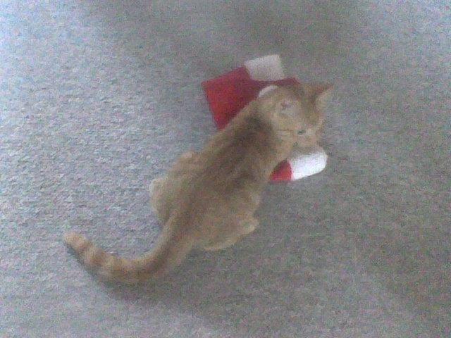 Huskat Røde billede 16