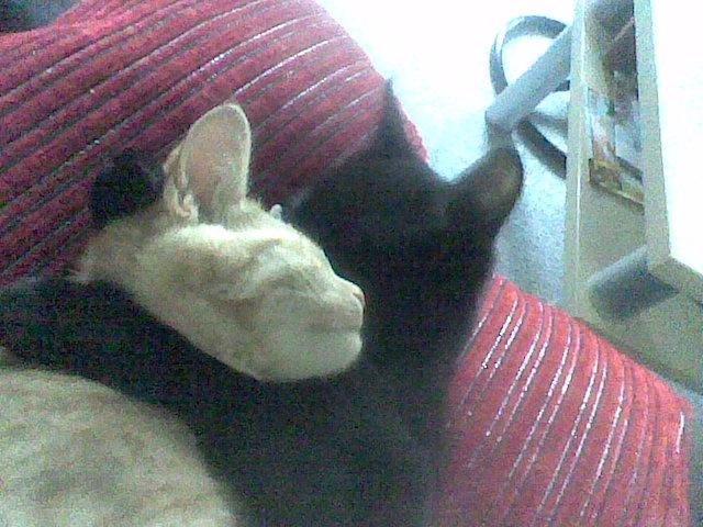 Huskat Røde billede 17