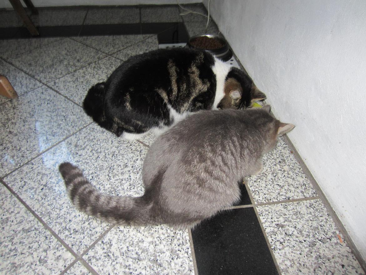 Blanding af racer Flicka<3 billede 3