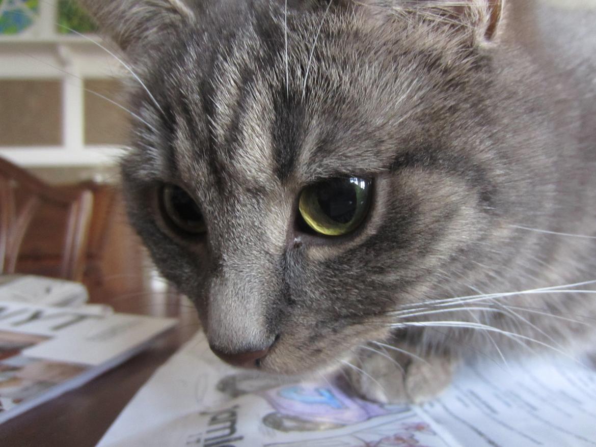 Blanding af racer Flicka<3 billede 2