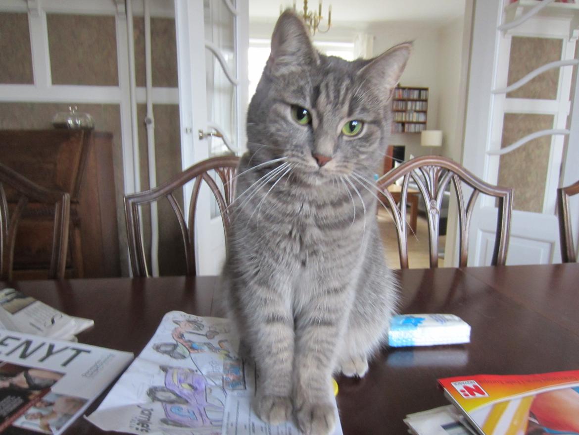 Blanding af racer Flicka<3 billede 4