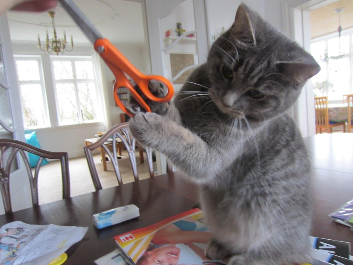 Blanding af racer Flicka<3 billede 5