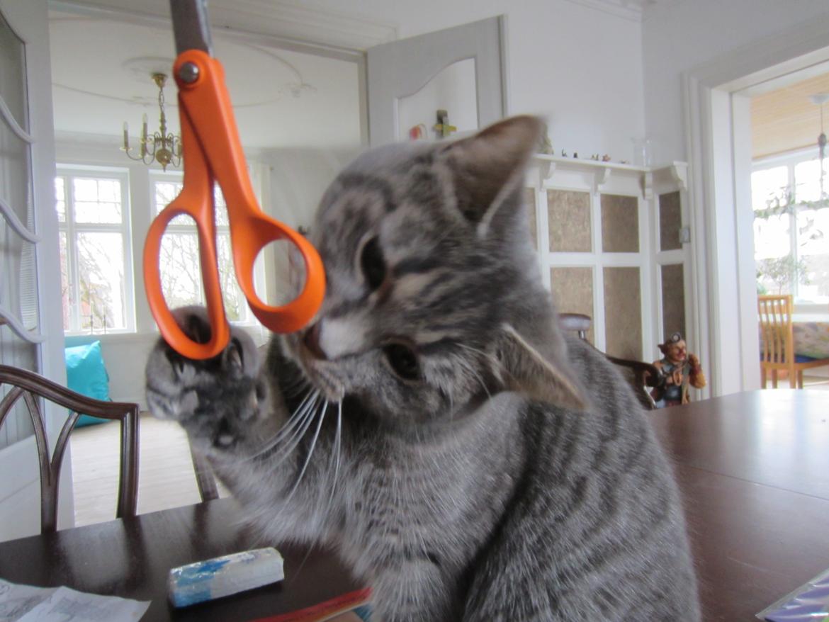 Blanding af racer Flicka<3 billede 6