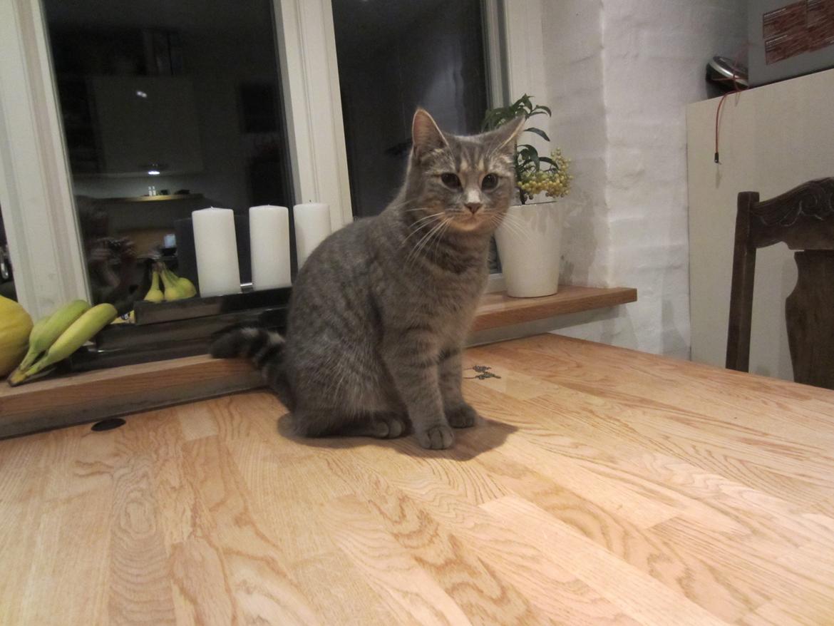 Blanding af racer Flicka<3 billede 7