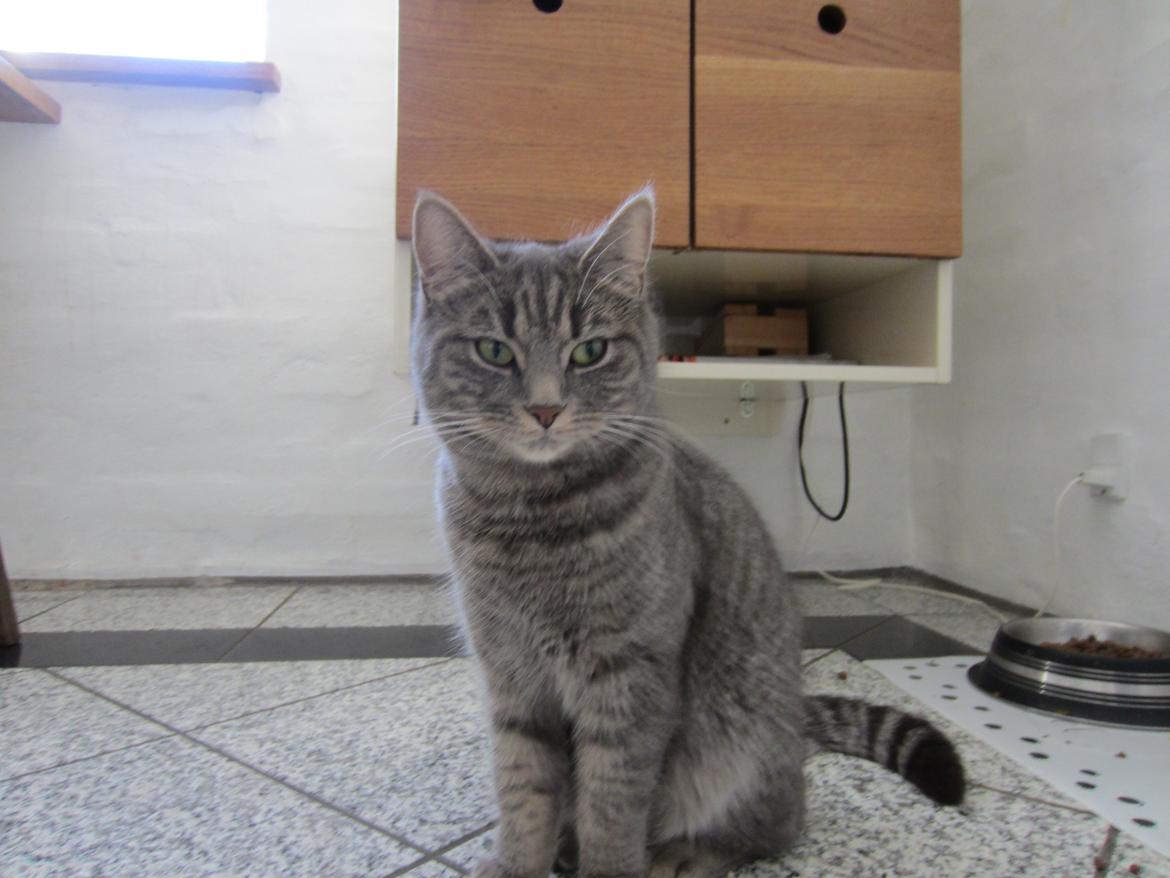 Blanding af racer Flicka<3 billede 8