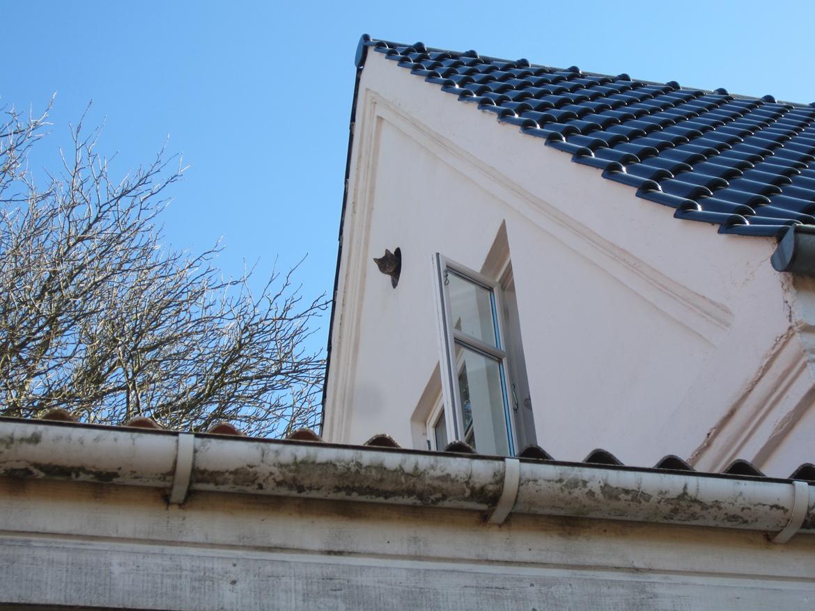 Blanding af racer Flicka<3 - øh hvad er det mon der sidder deroppe billede 9