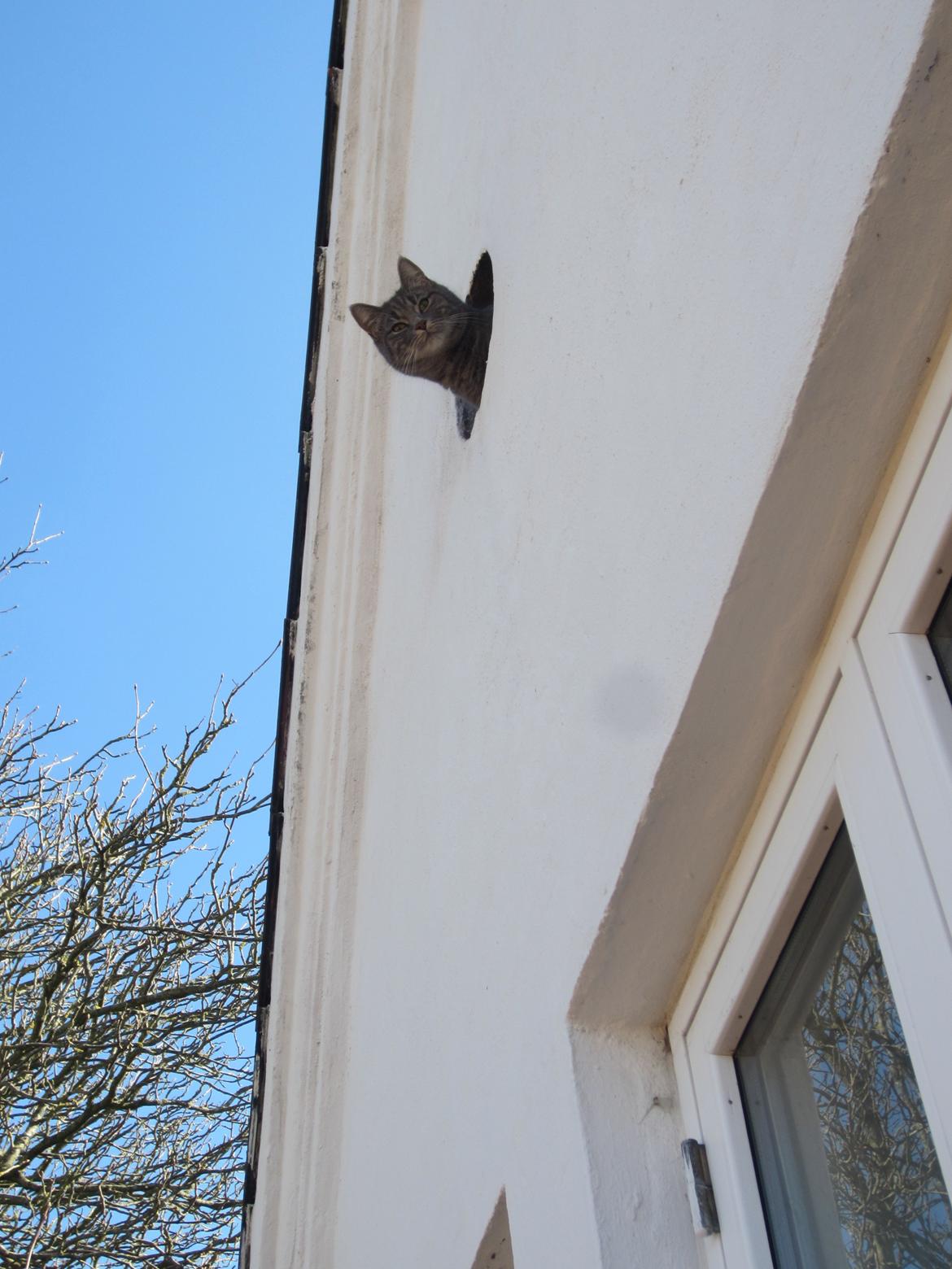 Blanding af racer Flicka<3 - Flicka hvad laver du!!!???? billede 10