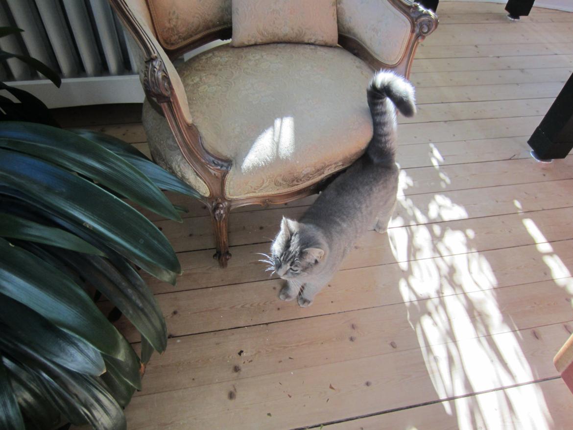 Blanding af racer Flicka<3 billede 11