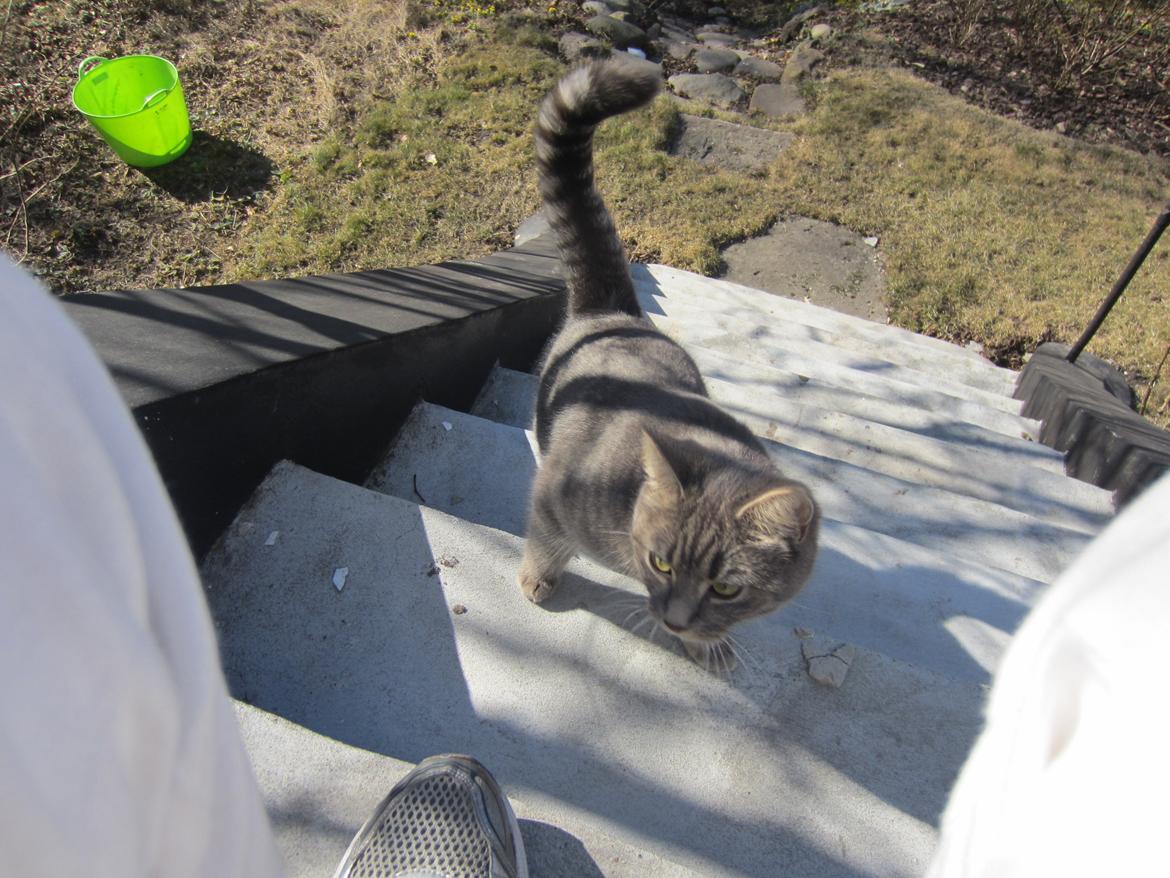 Blanding af racer Flicka<3 billede 12