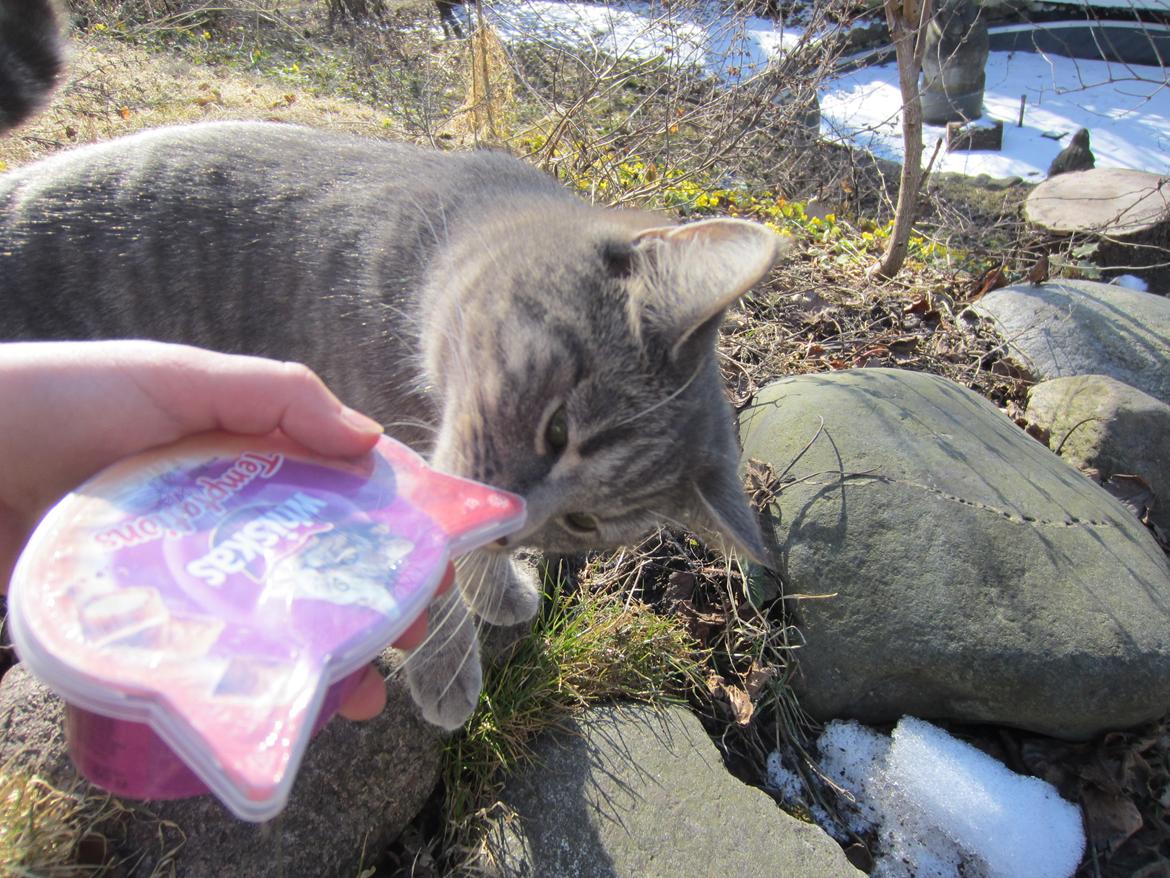 Blanding af racer Flicka<3 billede 13