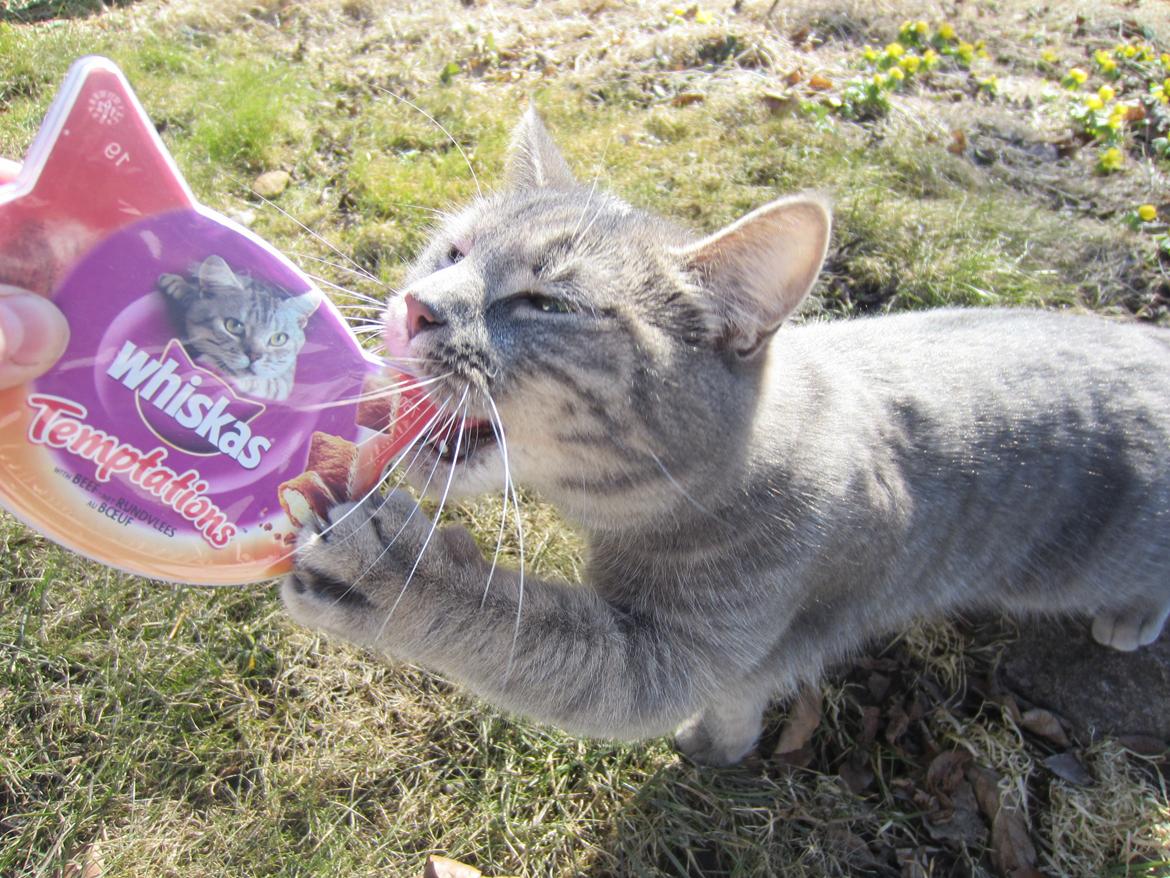 Blanding af racer Flicka<3 - Gi mig så nogle Whiskas godbidder!!!!! billede 14